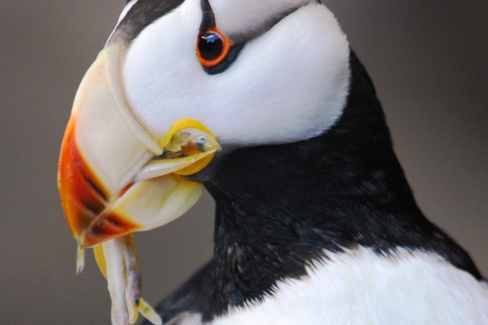Anchorage birding location guarenteed viewing Horned Puffin